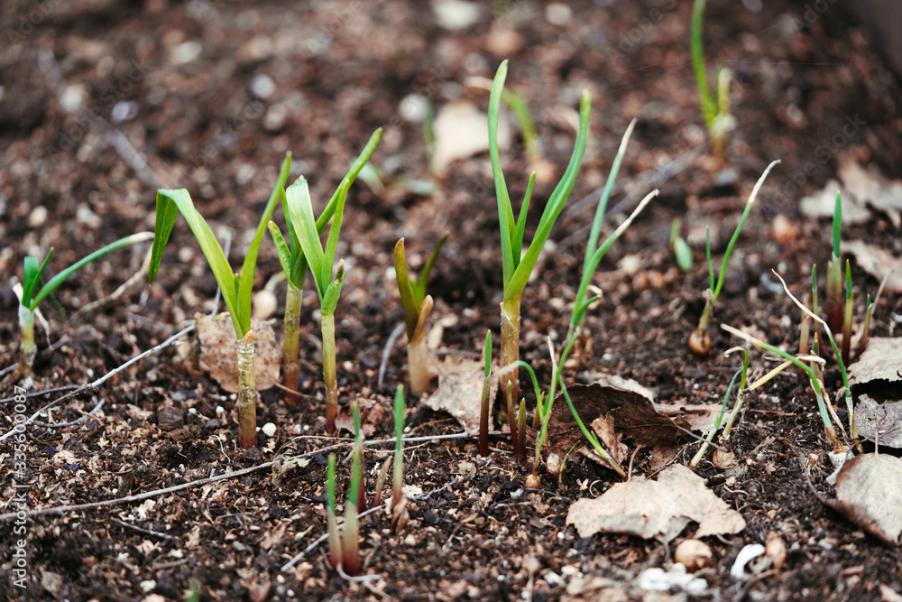 Green spring onion sprouts peek out of the ground. Spring garden background. Green spring onion sprouts peek out of the ground. Spring garden background.