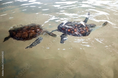 Big young turtles swim in the water  environmental pollution  saving animals in the Sea Turtles Conservation Research Project Center in Bentota  Sri Lanka..