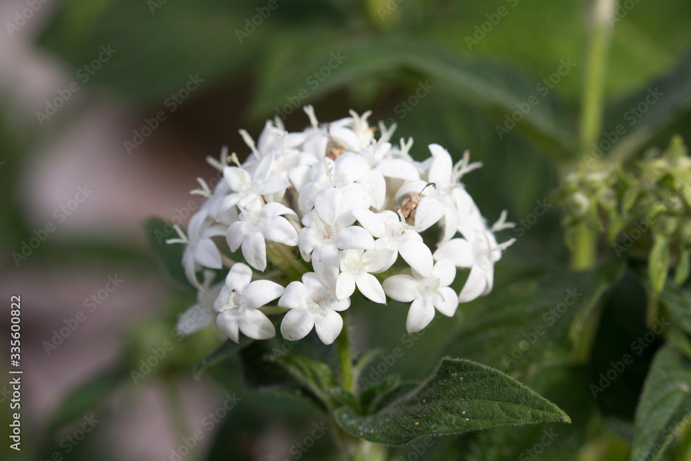 Fototapeta premium Closeup of a white flower