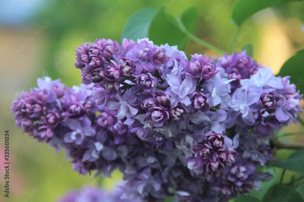 lilac flowers on a branch lilac flowers on a branch
