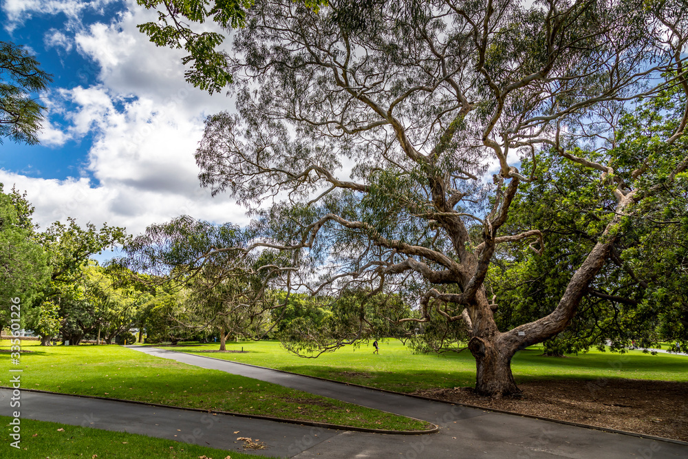 In a park in Sydney, Australia at a cloudy day in summer, viewing some exotic trees.
