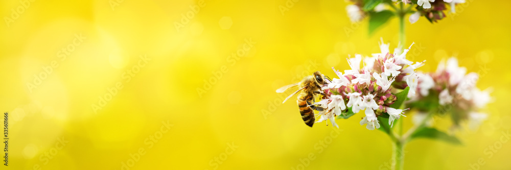 Naklejka A wild bee visits the flowers of oregano (Origanum vulgare)