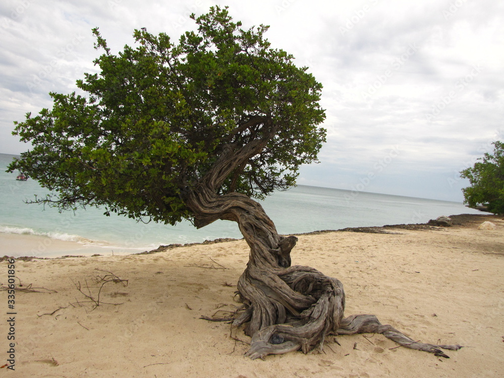 Fototapeta premium Divi divi tree