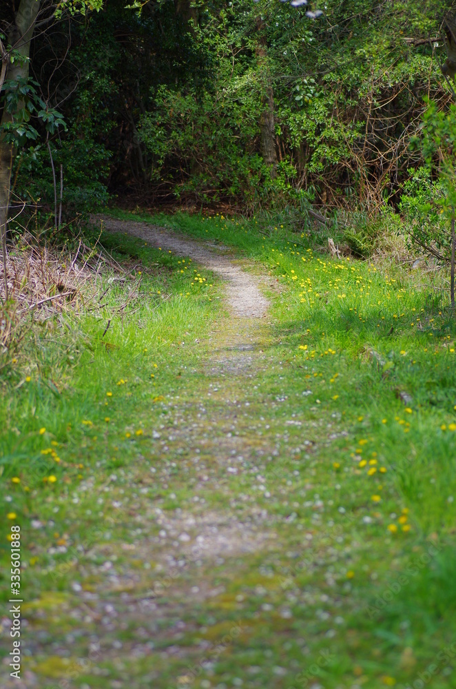 Obraz premium 旅 林道