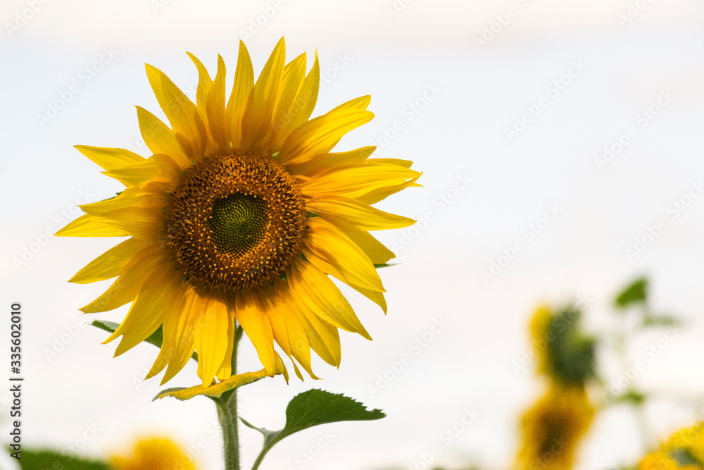 Yellow sunflower close-up, blurred background. Harvest concept. Yellow sunflower close-up, blurred background. Harvest concept.