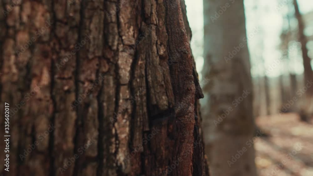 At sunshine forest bark of brown wood tree environment landscape textured detail park dark branch sunshine grung beautiful light close up slow motion At sunshine forest bark of brown wood tree environment landscape textured detail park dark branch sunshine grung beautiful light close up slow motion