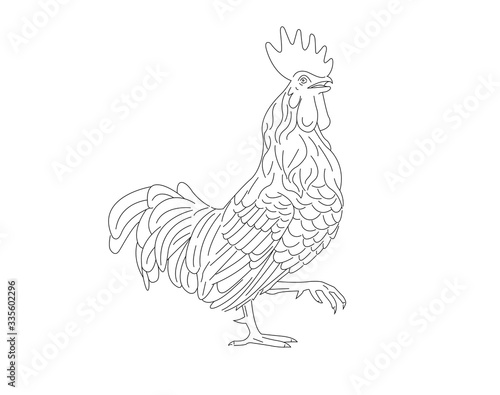 Line sketch drawing illustration of rooster. Cock bird mascot concept icon, farming symbol.