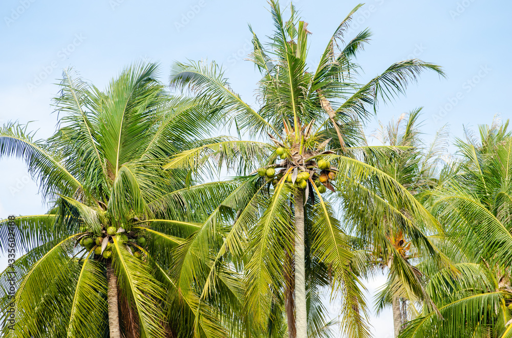 Fototapeta premium Coconut plant in row