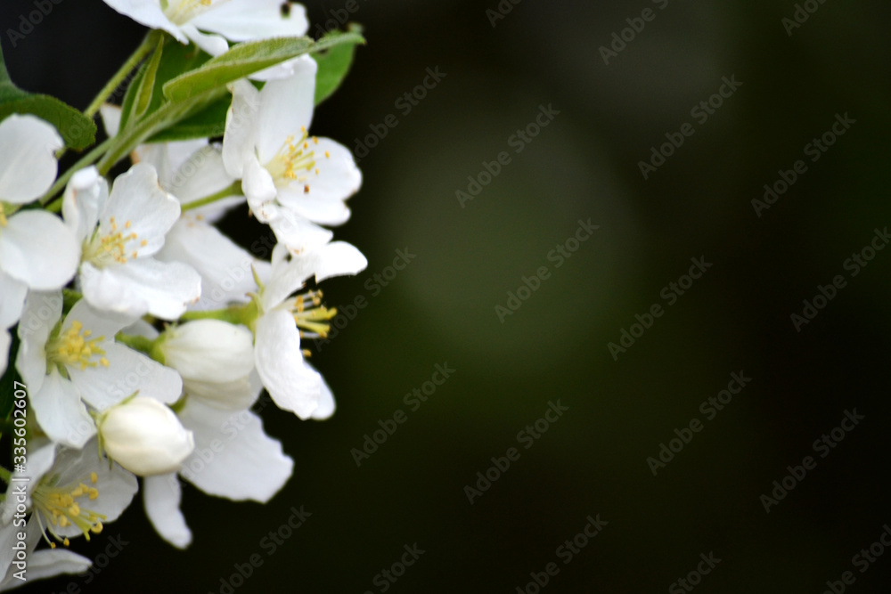 A branch from an apple tree with white blossoming buds. Close up, blurred spring background. A branch from an apple tree with white blossoming buds. Close up, blurred spring background.