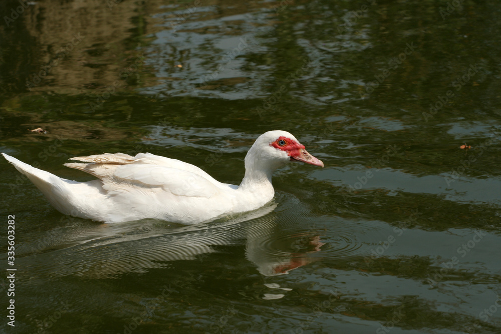White duck swimming in green lake White duck swimming in green lake