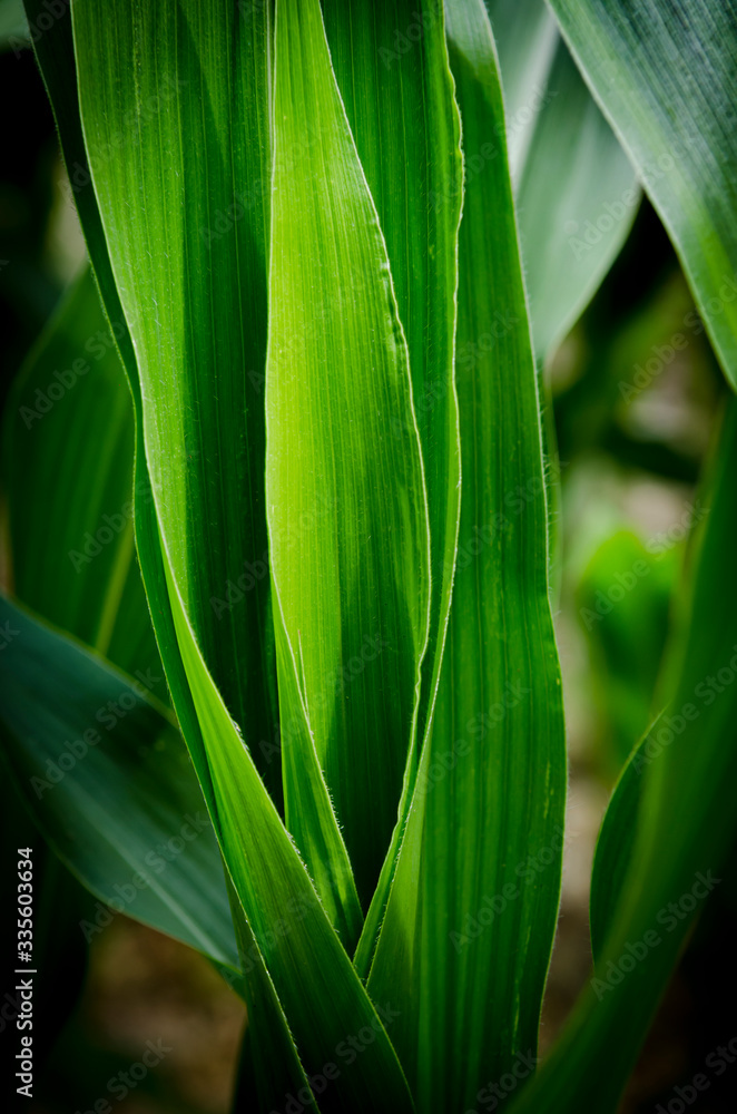 Fototapeta premium Agriculture