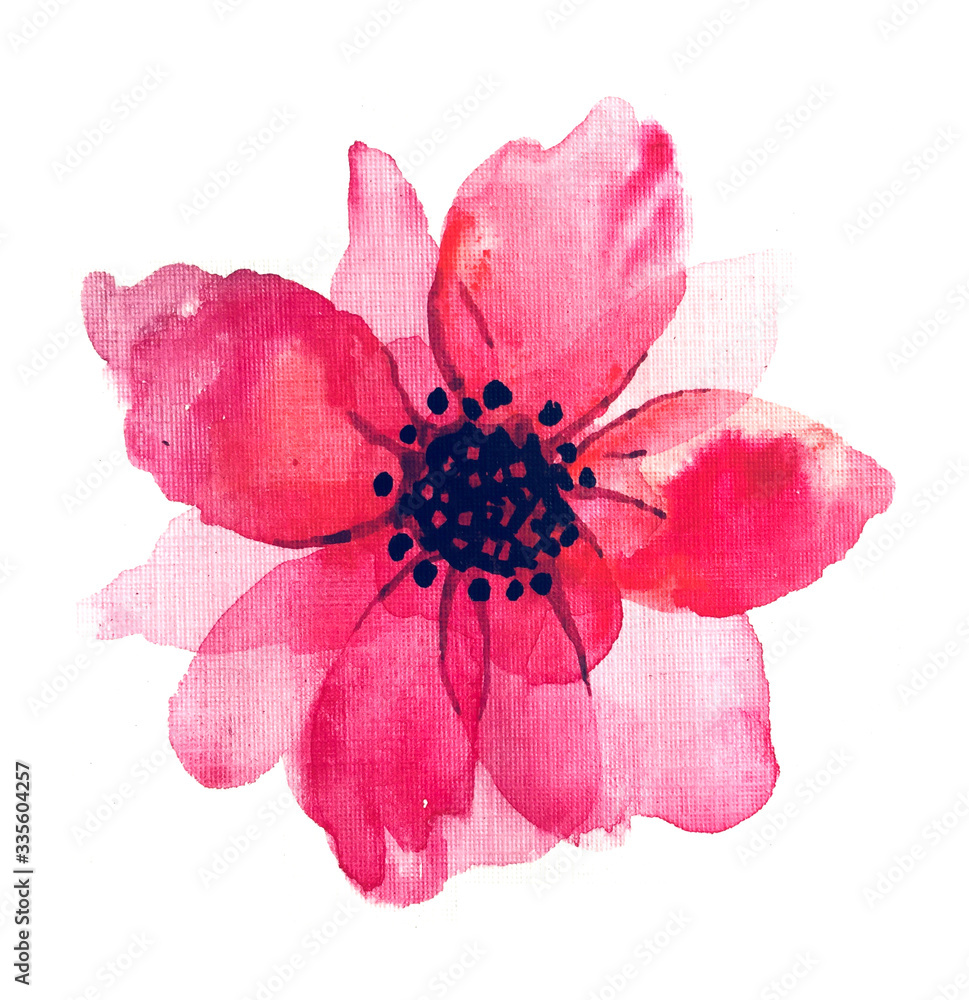 Watercolor flower. Pink flower on the white background.