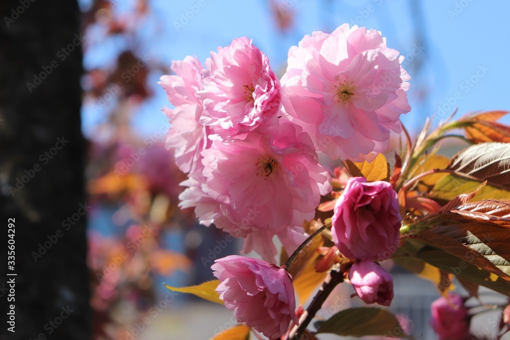 Fleurs roses de cerisier du japon ou de cerisier fleur au printemps - Ville de Corbas - Département du Rhône - France