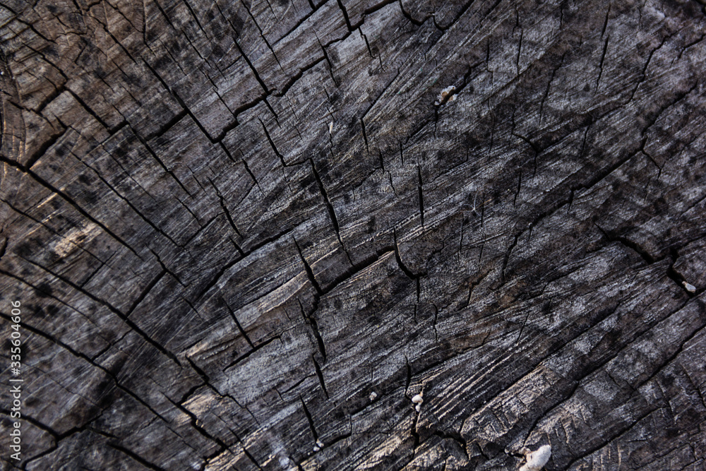 Wood texture of cut tree trunk, close-up Wood texture of cut tree trunk, close-up