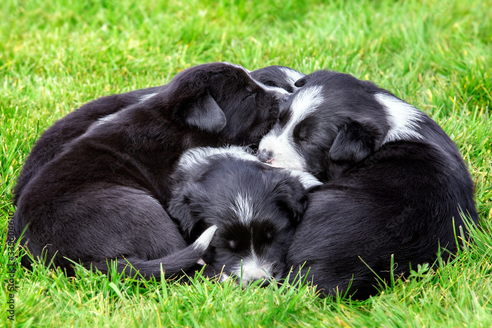 Adorable border collie puppies lying in a puppy pile outside on the grass Adorable border collie puppies lying in a puppy pile outside on the grass