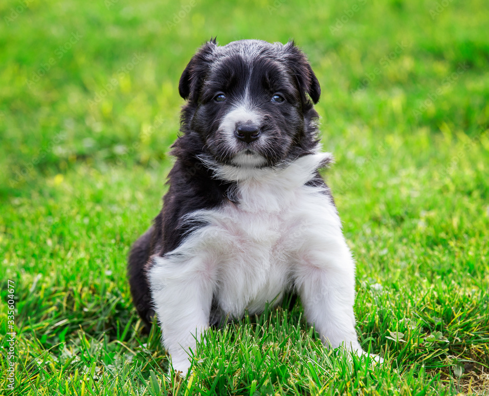 Adorable border collie puppy sitting upright on grass Adorable border collie puppy sitting upright on grass