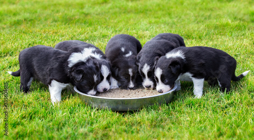 Fotografia Row of border collie puppies feeding from a silver dish on the grass