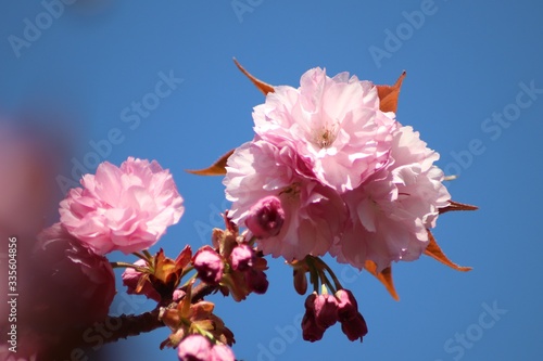 Fleurs roses de cerisier du japon ou de cerisier fleur au printemps - Ville de Corbas - Département du Rhône - France photo