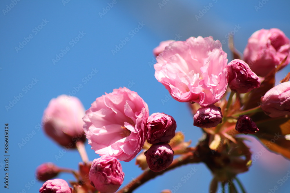 Fleurs roses de cerisier du japon ou de cerisier fleur au printemps - Ville de Corbas - Département du Rhône - France Fleurs roses de cerisier du japon ou de cerisier fleur au printemps - Ville de Corbas - Département du Rhône - France