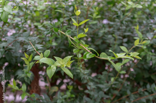 Shrub branches with fresh young green leaves on blurred background in early spring. soft focus
