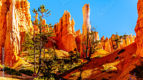 Sunrise over the vermilion colored Hoodoos on the Queen's Garden Trail in Bryce Canyon National Park, Utah, United States