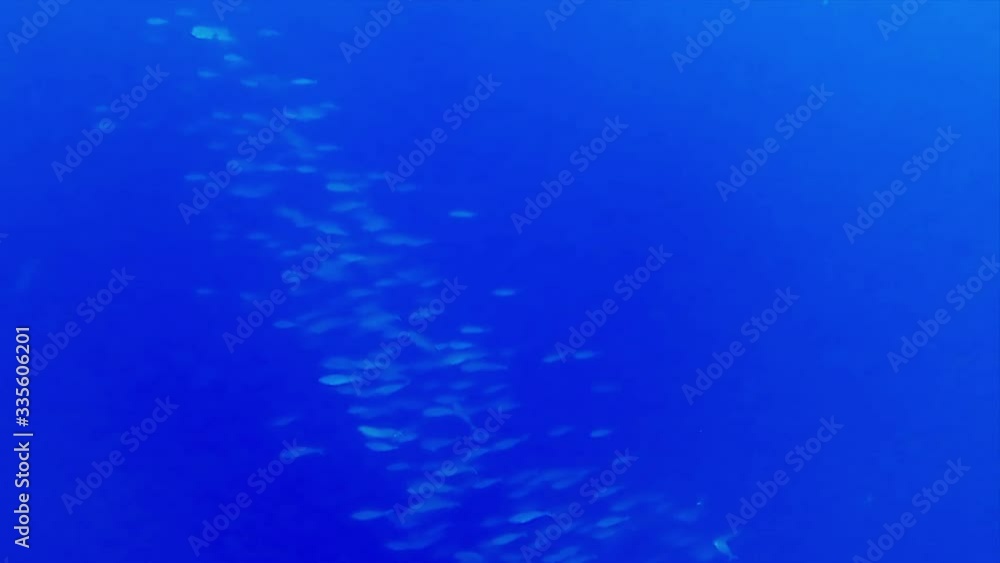 A fish school in the deep blue open ocean A fish school in the deep blue open ocean