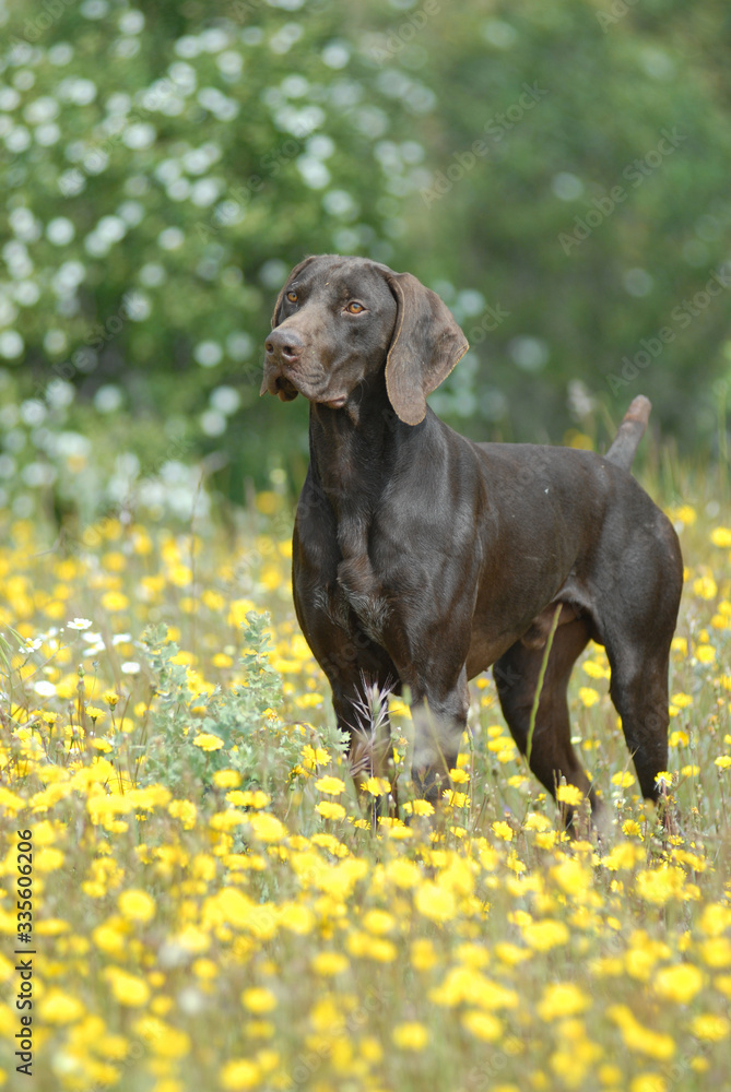 German Pointer purebred dog brown color in the field