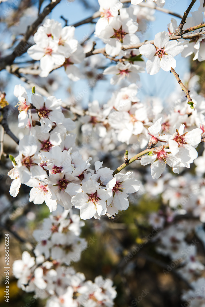 Spring trees with blossom flowers. Beautiful background. Blooming tree at sunny spring day. Spring flowers. Abstract blurred background. Springtime