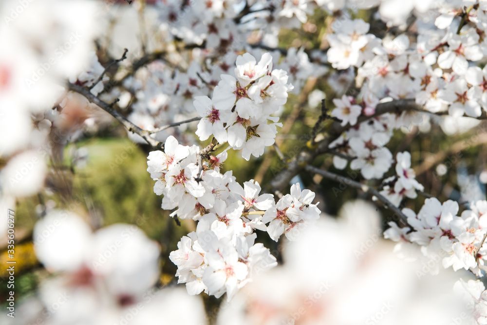 Spring trees with blossom flowers. Beautiful background. Blooming tree at sunny spring day. Spring flowers. Abstract blurred background. Springtime Spring trees with blossom flowers. Beautiful background. Blooming tree at sunny spring day. Spring flowers. Abstract blurred background. Springtime