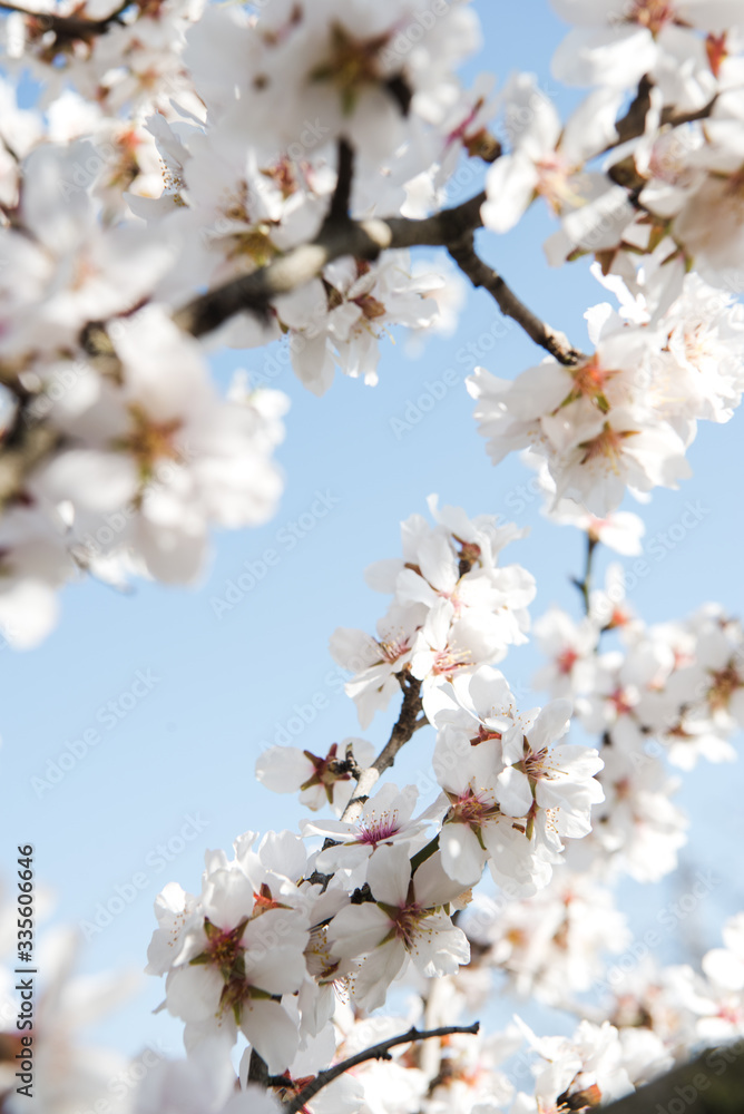 Spring trees with blossom flowers. Beautiful background. Blooming tree at sunny spring day. Spring flowers. Abstract blurred background. Springtime Spring trees with blossom flowers. Beautiful background. Blooming tree at sunny spring day. Spring flowers. Abstract blurred background. Springtime
