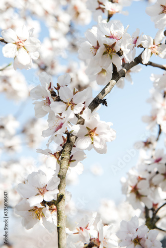 Spring trees with blossom flowers. Beautiful background. Blooming tree at sunny spring day. Spring flowers. Abstract blurred background. Springtime