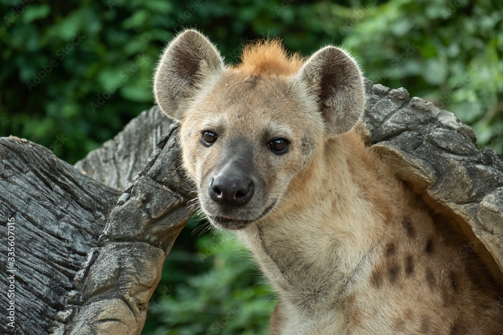 Hyena Hyena