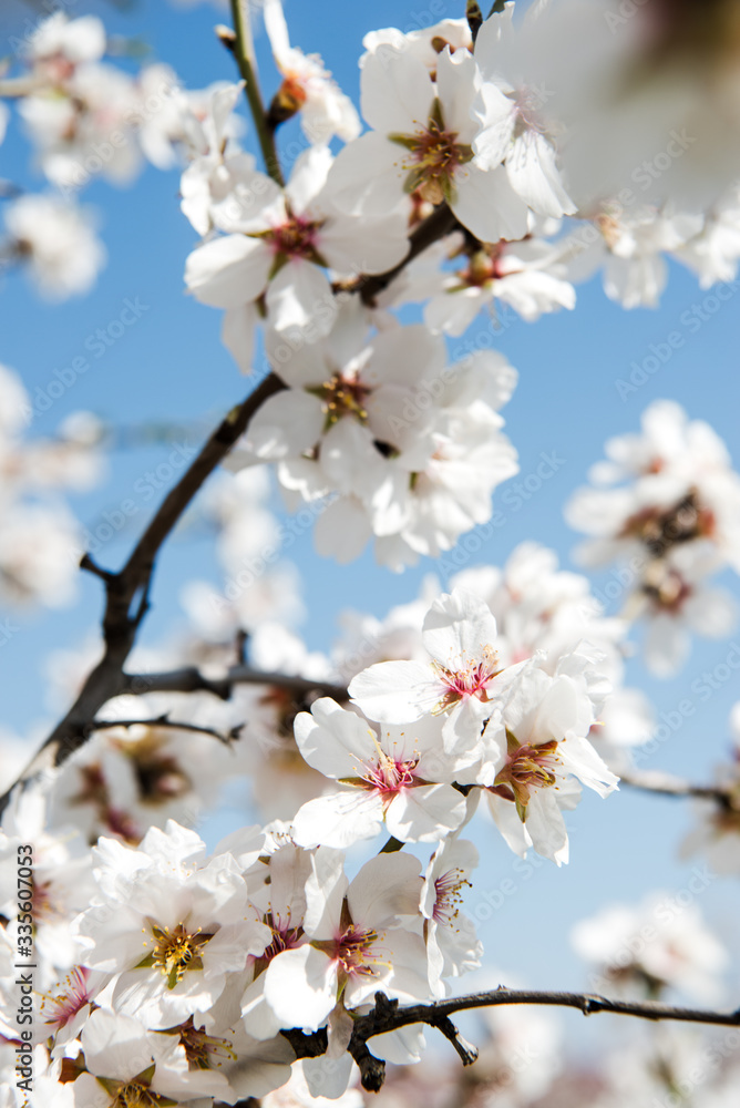 Spring trees with blossom flowers. Beautiful background. Blooming tree at sunny spring day. Spring flowers. Abstract blurred background. Springtime Spring trees with blossom flowers. Beautiful background. Blooming tree at sunny spring day. Spring flowers. Abstract blurred background. Springtime