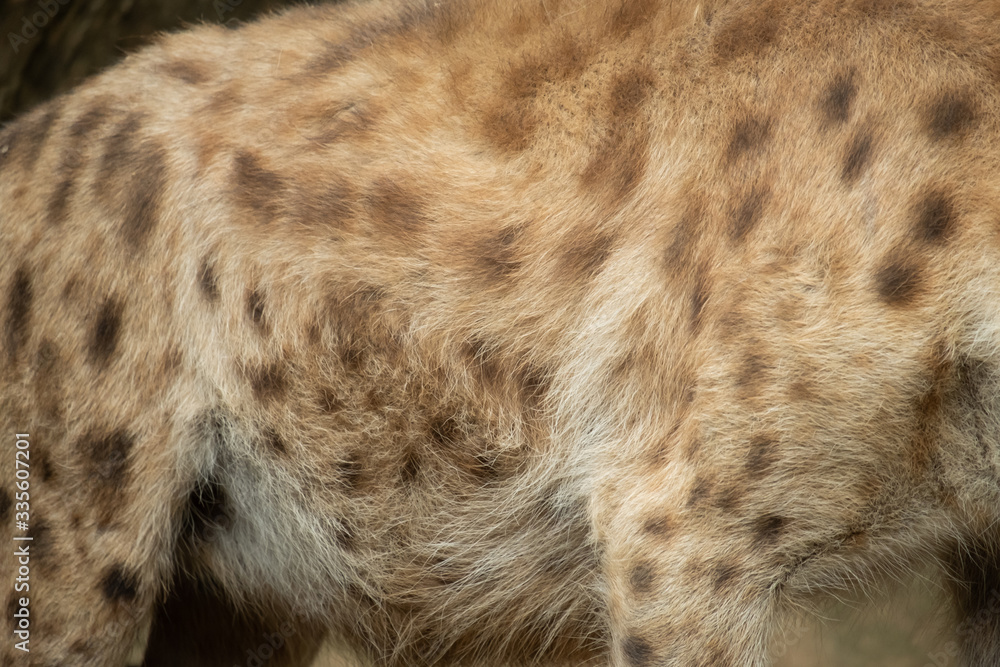 Hyena Hyena