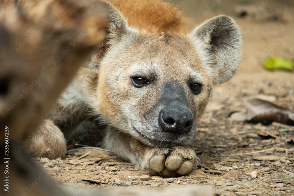 Hyena Hyena