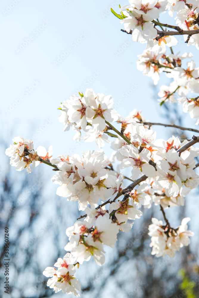 Spring apricot trees with blossom flowers. Beautiful background. Blooming tree at sunny spring day. Spring apricot flowers. Abstract blurred background. Springtime Spring apricot trees with blossom flowers. Beautiful background. Blooming tree at sunny spring day. Spring apricot flowers. Abstract blurred background. Springtime