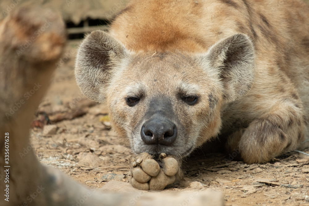 Hyena Hyena