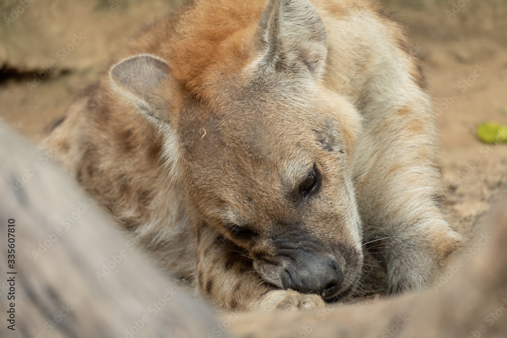 Hyena