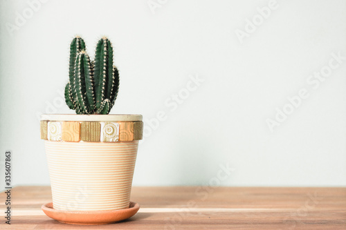 cactus flower in a pot on a wooden table. side view. horizontal photo