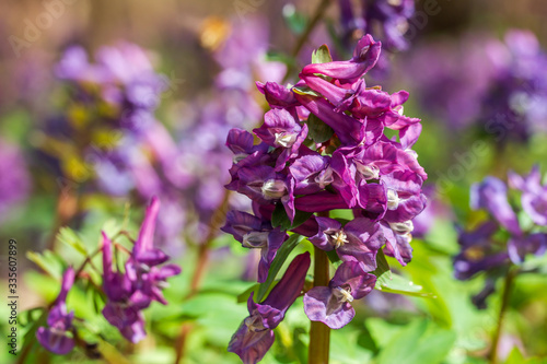 Corydalis solida. Corydalis close up. Purple spring forest flowers