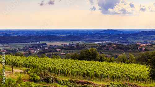 The beautiful vineyard of Collio  Friuli Venezia-Giulia  Italy