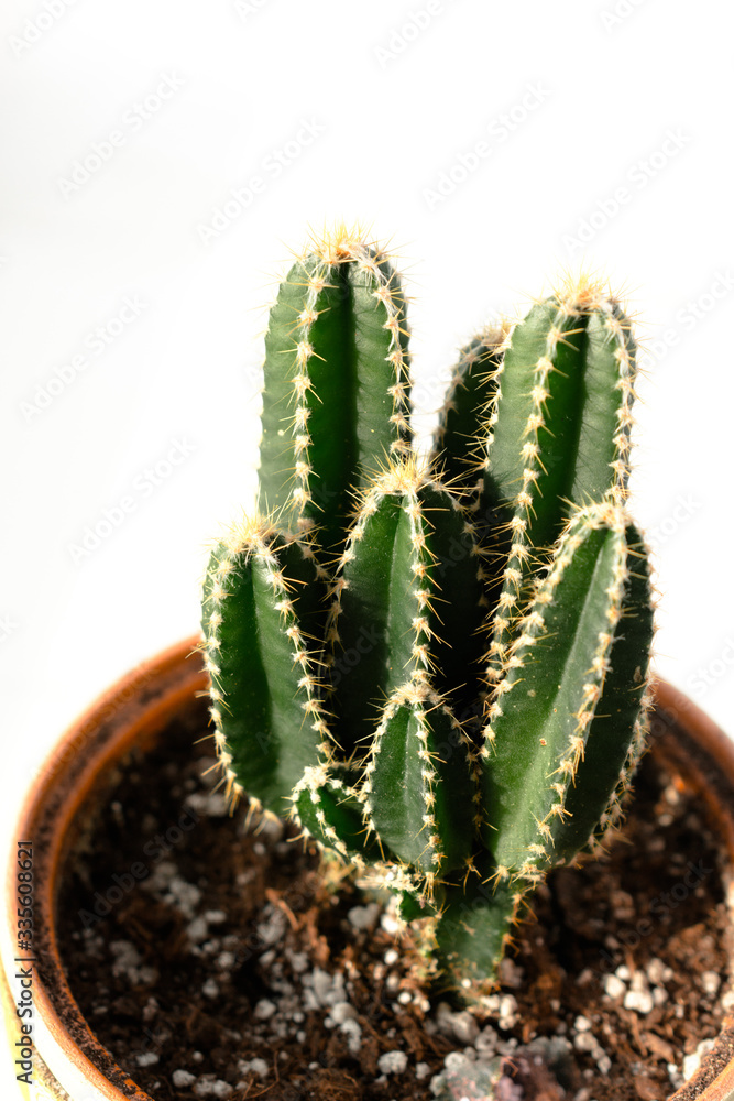 cactus flower in a pot close-up on a white background. side view. vertical photo cactus flower in a pot close-up on a white background. side view. vertical photo