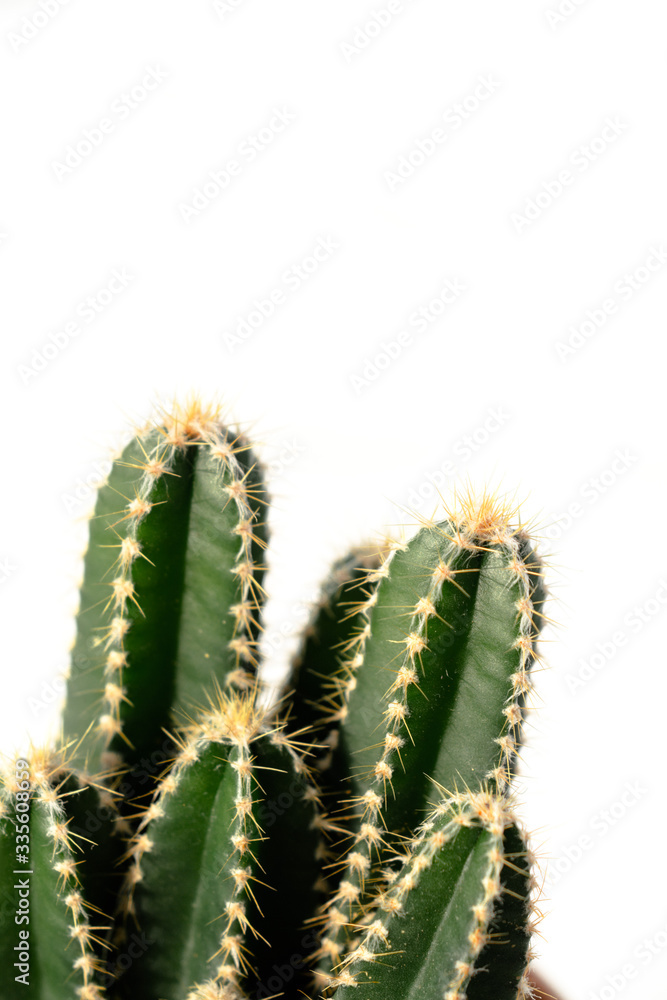 cactus flower close-up on a white background. side view. vertical photo cactus flower close-up on a white background. side view. vertical photo