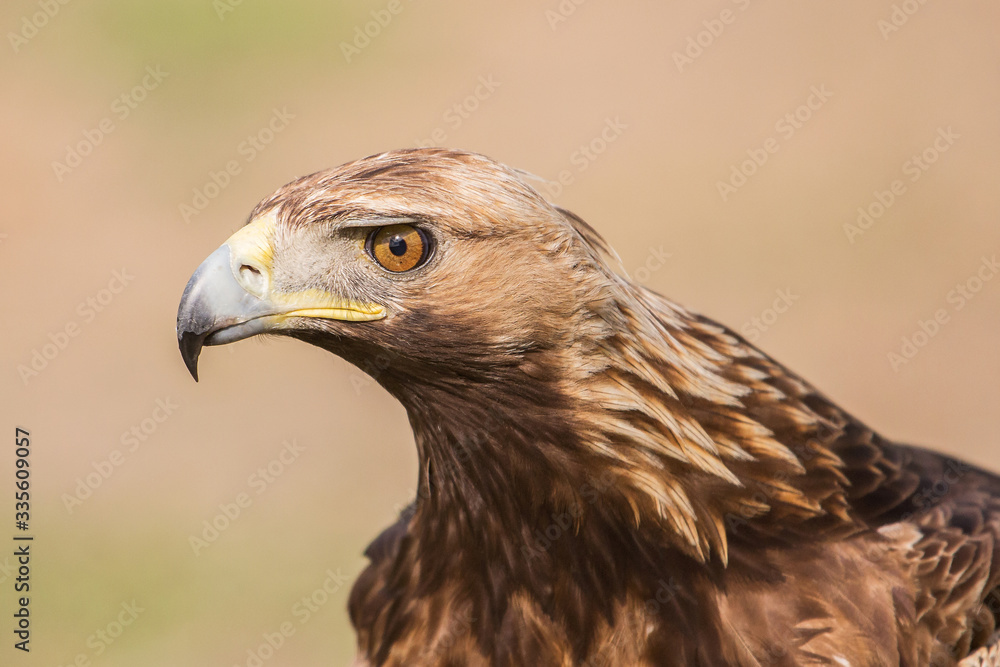 Golden Eagle close up, Aquila chrysaetos, Andalusia, Spain Golden Eagle close up, Aquila chrysaetos, Andalusia, Spain