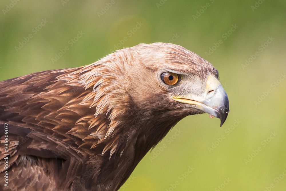 Golden Eagle close up, Aquila chrysaetos, Andalusia, Spain Golden Eagle close up, Aquila chrysaetos, Andalusia, Spain