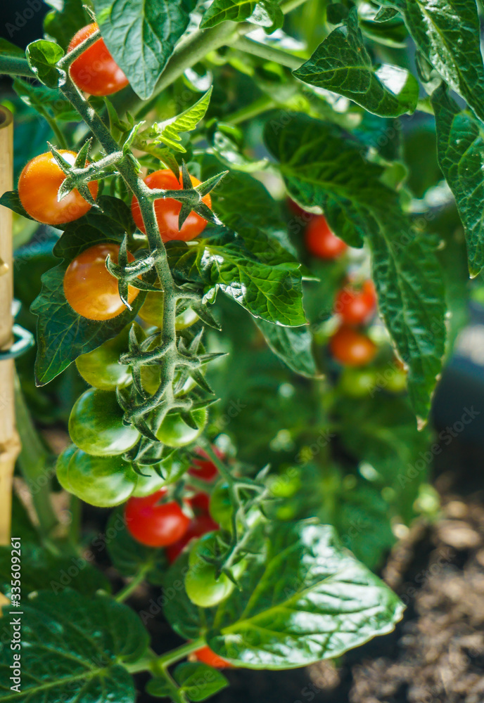 Fresh Tomatoes on Balcony garden Fresh Tomatoes on Balcony garden