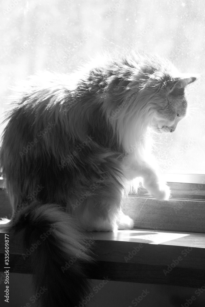 cat in window black and white - obrazy, fototapety, plakaty 