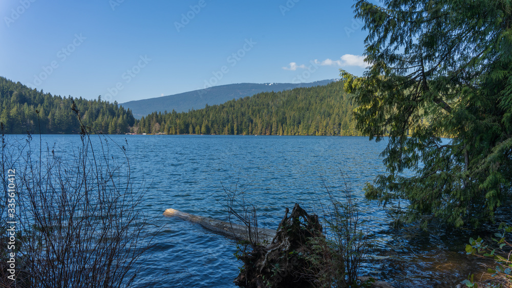 Naklejka premium felled tree trunk floating on forest lake in mountains