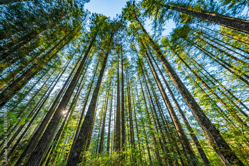 Sunny forest. Cedar Butte Trail, Snoqualmie region, Washington Sunny forest. Cedar Butte Trail, Snoqualmie region, Washington