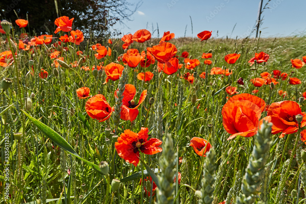 Fototapeta premium Leuchtend roter Mohn - Papaver rhoeas
